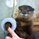 Illustration for article titled Do you like otters? Are you in Japan?